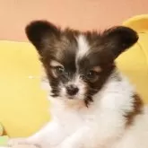 パピヨン