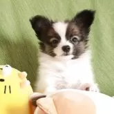 パピヨン