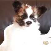 パピヨン【宮崎県・男の子・2025年10月14日・セーブルアンドホワイト】の写真1