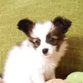 パピヨン