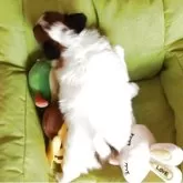 パピヨン【宮崎県・男の子・2025年10月14日・セーブルアンドホワイト】の写真5