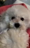 トイプードル(トイ)【香川県・男の子・2024年10月7日・ホワイト】の写真12「携帯撮影❤️」