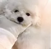 トイプードル(トイ)【香川県・男の子・2024年10月7日・ホワイト】の写真14