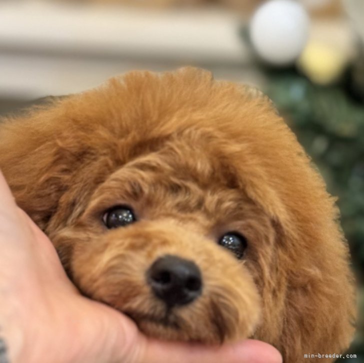 ブリーダー画像