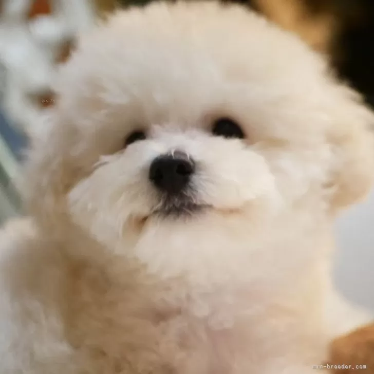 Y.T 様のお迎えした子犬
