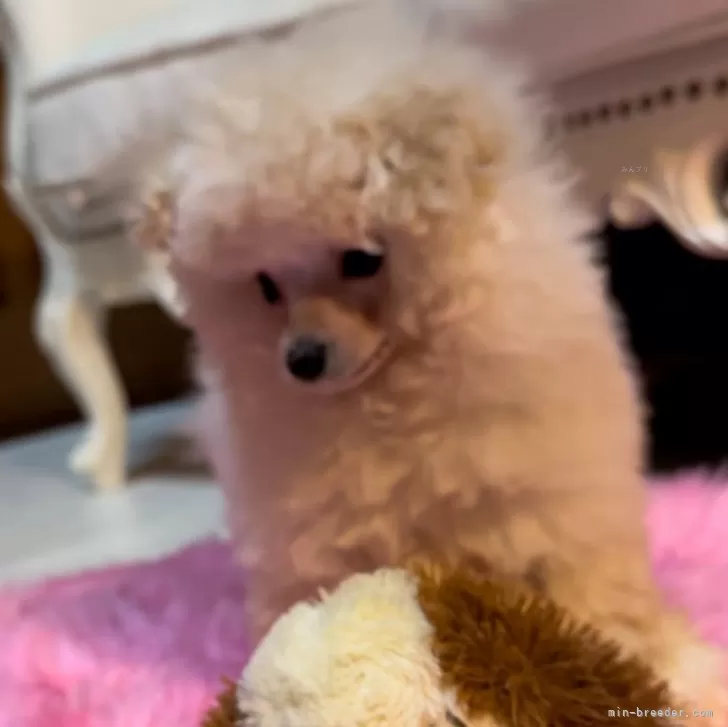 K 様のお迎えした子犬