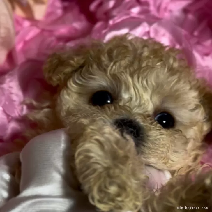 まーち 様のお迎えした子犬