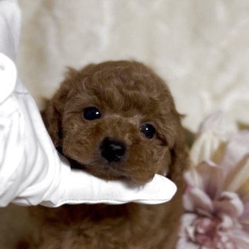 トイプードル(トイ)【香川県・男の子・2025年7月26日・レッド】の写真「夢の小熊フェイス🧸輝くデカプーの星🌟王子」