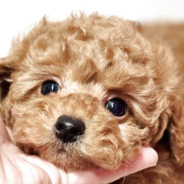 トイプードル(トイ)【香川県・男の子・2025年7月26日・レッド】の写真「夢の小熊フェイス🧸輝くデカプーの星🌟王子🌹」
