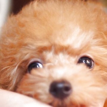 トイプードル(ティーカップ)【香川県・男の子・2025年7月30日・アプリコット】の写真「宝石王子❤️体重1.04体高19㌢体長19㌢」