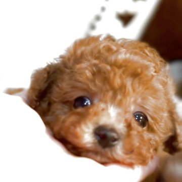 トイプードル(ティーカップ)【香川県・男の子・2025年9月22日・レッド】の写真「元気いっぱいな小さな王子😊11/11 体重380」