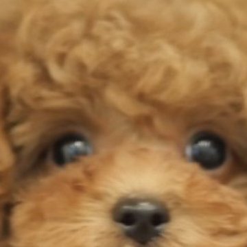 タイニープードル【香川県・男の子・2025年7月30日・レッド】の写真「ハロウィン🎃特別価格💲今だけ✨✨✨」