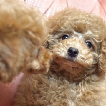 トイプードル(タイニー)【香川県・男の子・2025年7月26日・アプリコット】の写真「小熊フェイス🧸🌟ハロウィン🎃特別価格中✨✨✨」