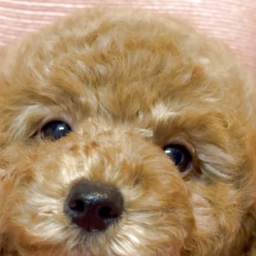 トイプードル(トイ)【香川県・男の子・2025年7月26日・レッド】の写真「❤️可愛いすぎる🌟頼れる優しいデカプー❤️」