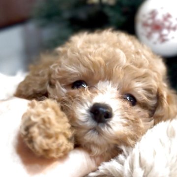 トイプードル(トイ)【香川県・男の子・2025年9月14日・アプリコット】の写真「賢い王子✨販売終了まであと1日🌹お急ぎください」