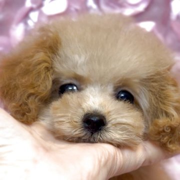 トイプードル(タイニー)【香川県・女の子・2025年9月12日・アプリコット】の写真「可愛いさ異次元🩷宝石💎プリンセス貴重な女の子」