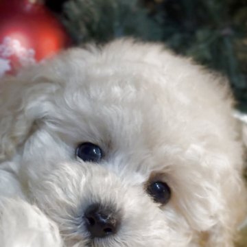トイプードル(トイ)【香川県・男の子・2025年9月12日・クリーム】の写真「柔らか✨幸せの白熊くん🤴11/15体重1.1キロ」