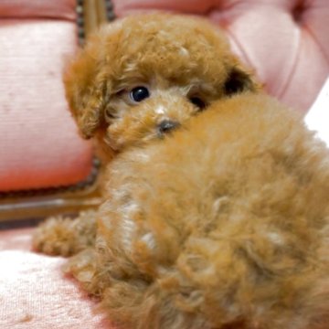 トイプードル(タイニー)【香川県・男の子・2025年7月26日・レッド】の写真「小熊フェイス🧸🌟ふわふわ王子🤴」