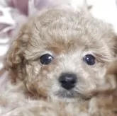 トイプードル(トイ)