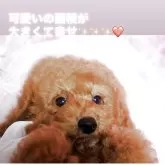 トイプードル(トイ)