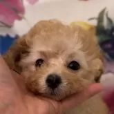 ティーカッププードル