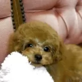 トイプードル(トイ)