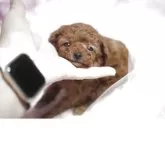 ティーカッププードル