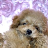 トイプードル(ティーカップ)