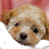 トイプードル(ティーカップ)