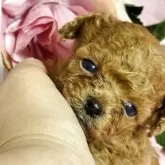 ティーカッププードル