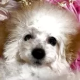 トイプードル(トイ)【香川県・女の子・2024年10月7日・ホワイト クリーム】の写真1