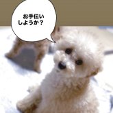 トイプードル(トイ)