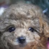 タイニープードル