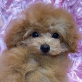 トイプードル(ティーカップ)