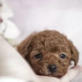 ティーカッププードル