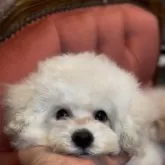 トイプードル(トイ)【香川県・男の子・2024年10月7日・ホワイト】の写真1「ふんわり巻きが可愛い🩷劇かわいい❤️」