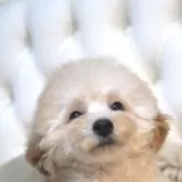 トイプードル(トイ)