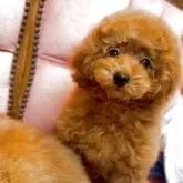 トイプードル(トイ)