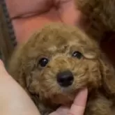 トイプードル(トイ)
