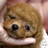 ティーカッププードル