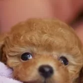 ティーカッププードル
