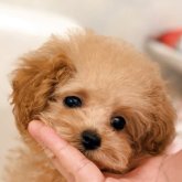 トイプードル(タイニー)