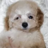 トイプードル(トイ)