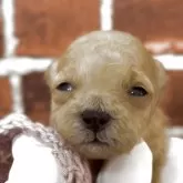 ティーカッププードル