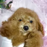 ミディアムプードル【香川県・男の子・2025年7月26日・レッド】の写真4