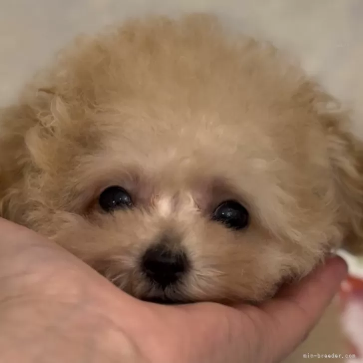 ID:2406-01218の子犬