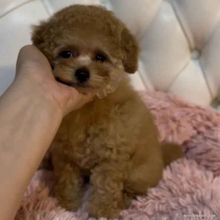 ID:2309-01562の子犬