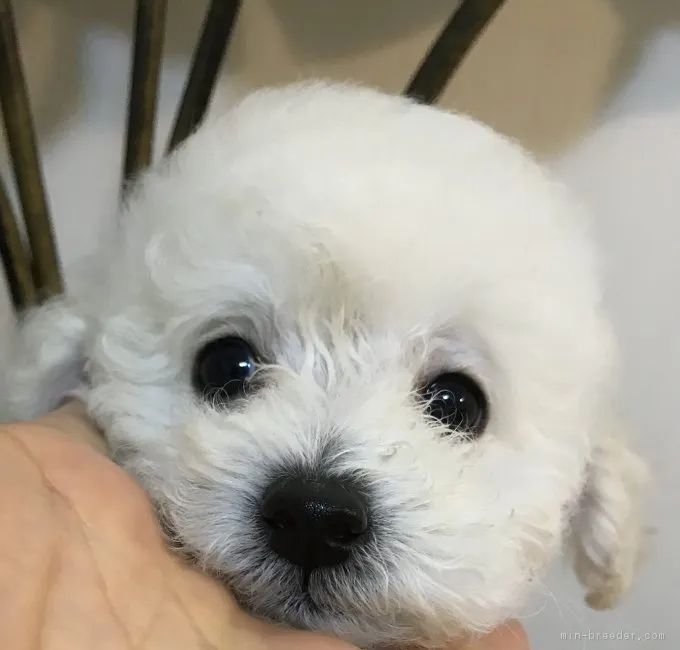 ID:1803-01435の子犬