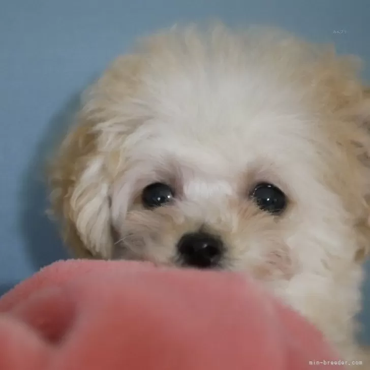 ID：2310-06379の子犬