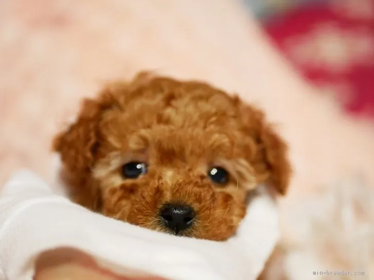 ID:2003-02091の子犬